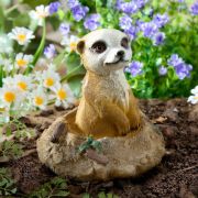 Suricates