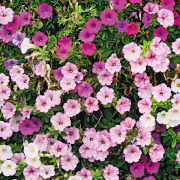 Fleurs et graines