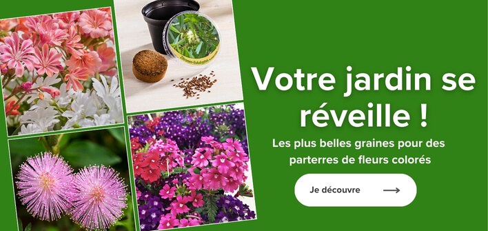 Les plus belles graines pour des parterres de fleurs colorés